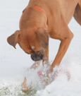 Rocket in Snow -- January 2011